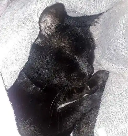  因为一只猫,小伙和在一起两年的女友分手你可以不喜欢黑猫,但你没权利丢掉我的宝贝