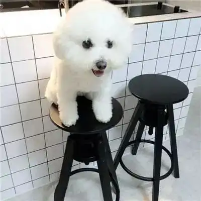  微信头像可爱小天使比熊狗狗头像高清