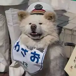 这只狗狗叫wasao,是一只秋田犬,也是日本一位小有名气的网红
