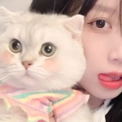  情侣头像对象不是人系列可爱猫咪