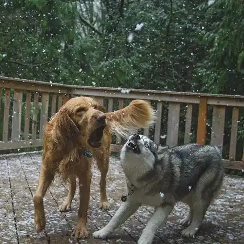  大金毛和哈士奇一起养画面太美不敢看