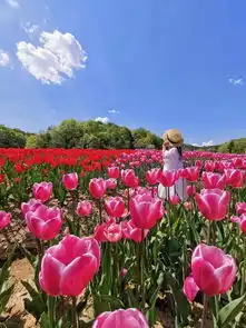  华为偷拍女儿背影三年的他,每天被几万人催更