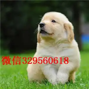  商丘哪里能买到金毛犬黄色金毛幼犬出售纯种健康金毛犬幼犬金毛犬图片