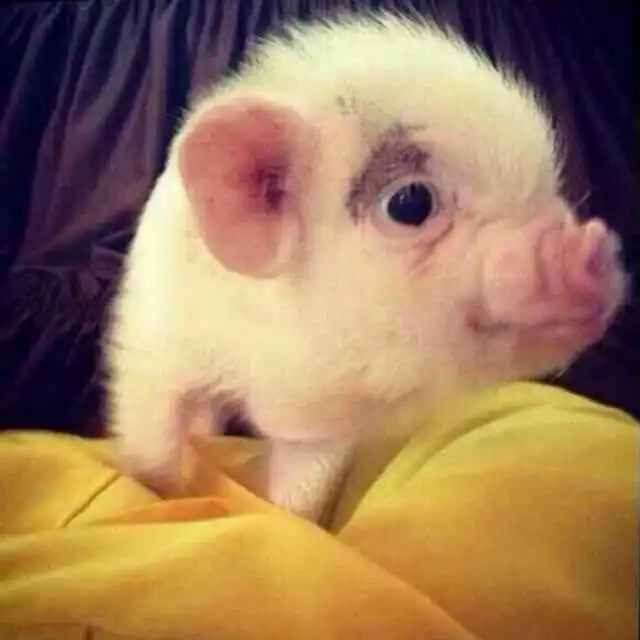  2017年我国近期猪肉行情分析与预测