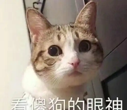  千年疑惑,人类发出的喵叫声,猫咪们到底听不听得懂