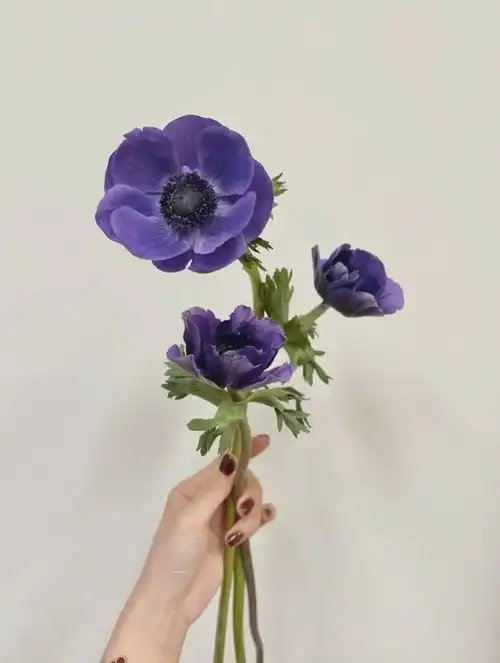  心理测试你想手握哪朵花,测测你最令他人忌惮的特质是什么