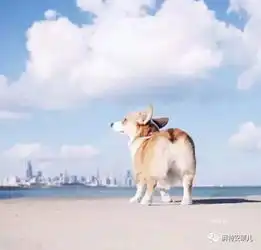  想养柯基先把威尔士柯基的喂养健康攻略看完吧