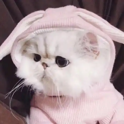  520猫咪情侣头像喜欢夏天的风,也喜欢夏天的你