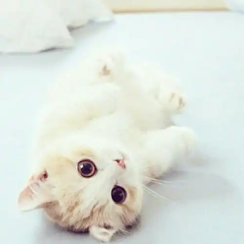 可乐姐姐是仙女番外猫眼行动第20集新家园