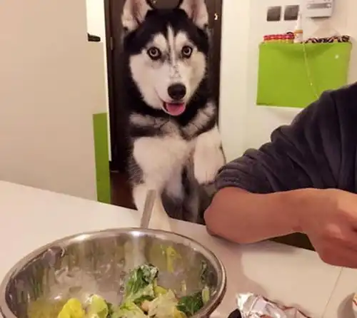  二哈在情侣分手时被领回,长大后各种拆家,与主人相爱相杀不停息