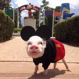  猪猪头像你是上天派来给我的猪全世界最可爱的猪