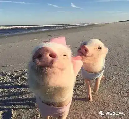  骗我养猫养狗还没骗完.....你,敢来养猪么.......