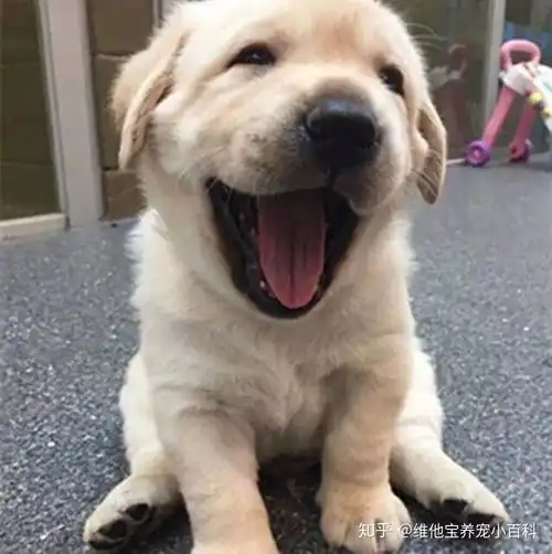  中大型犬幼犬一般每天需要喂几次喂食量每次多少克