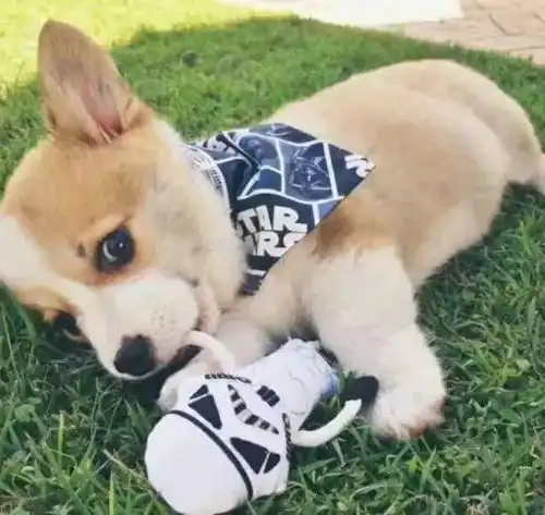  狗年表情包,这样聊天绝不会输33万龙南银赶紧保存