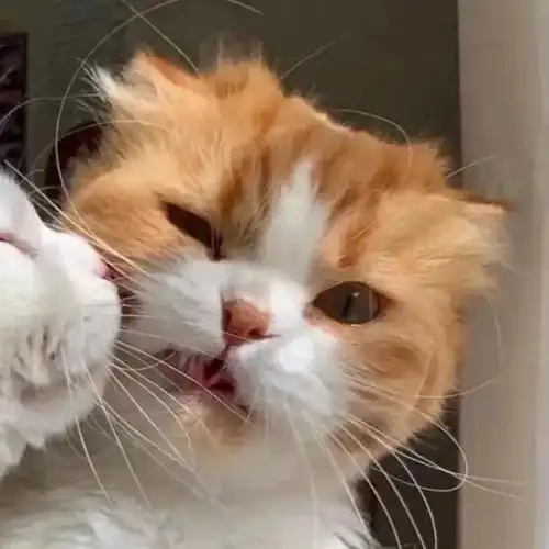  动漫情头丨换上情头你就是我的人了