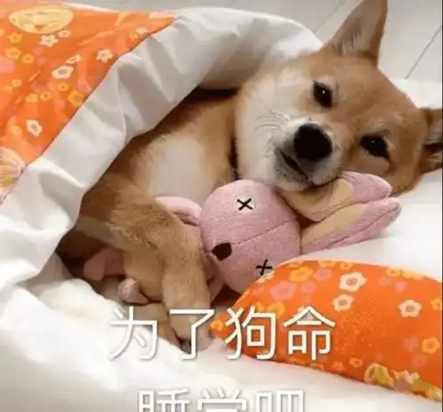  毒药gif搞笑,不到最后不放弃,这是我最后的倔强