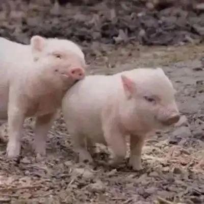  沙雕情最情侣头像呀希望你的眼情侣头像我要个性网