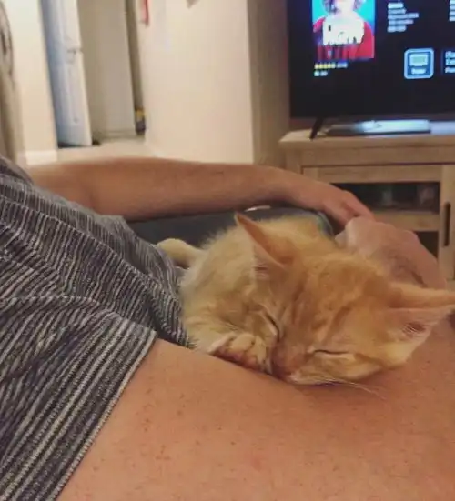  福懋动物医院这只小橘猫真是太粘人了,简直就是高冷喵星人中的一股清流