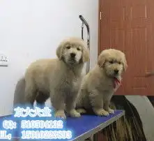  黄页88高清图片