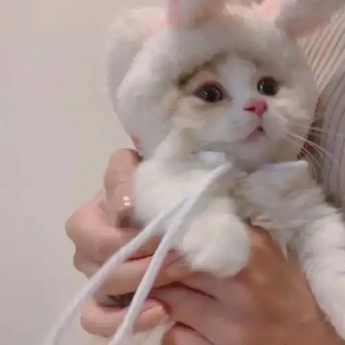  吸猫越来越流行,吸猫是什么体验