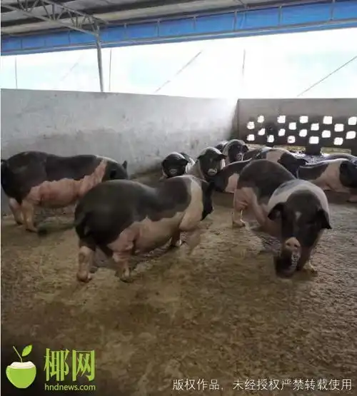  278.87万元海南开出单张最大保额生猪期货价格保单凤凰网海南凤凰网