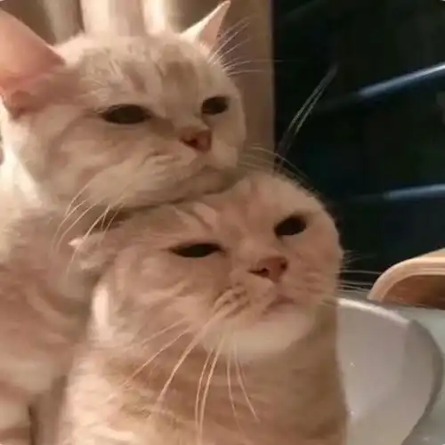  萌宠猫狗系列头像