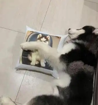 哈士奇不会狼嚎,主人还不满意想跟哈士奇吵架