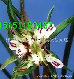  绢花牡丹报价厂家