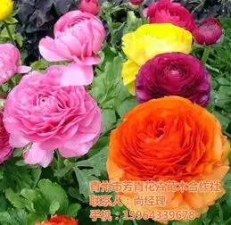  芳青花卉苗芹叶牡丹芹叶牡丹盆栽苗高清图片高清大图