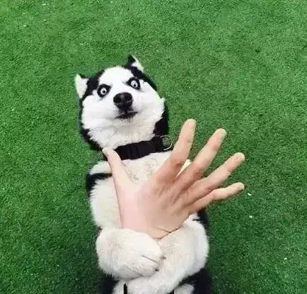  我打了假狂犬疫苗,还能活多久