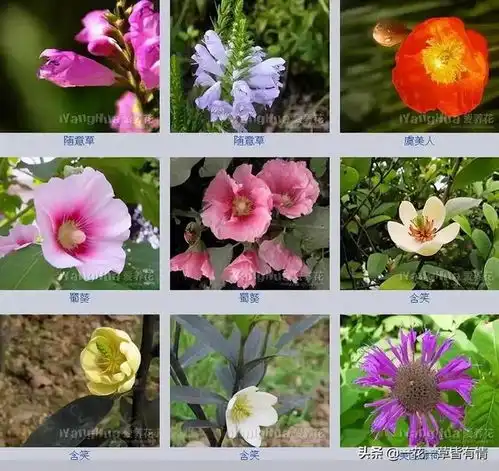  一花一世界,一草一春秋看看花草世界里,有多少你喜欢的植物萱草蜀葵凌霄倒挂金钟牡丹叶子网易订阅