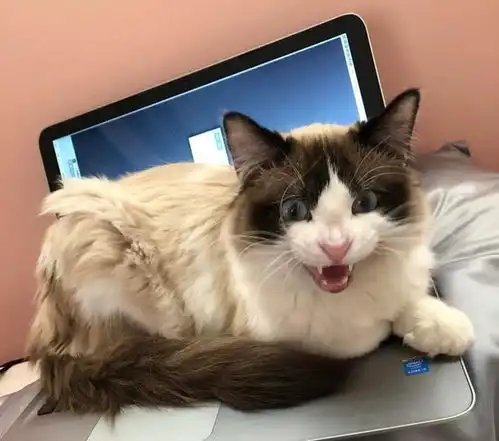  猫咪就像你那捉摸不定的女友,你永远不知道她下一秒心情是怎样的