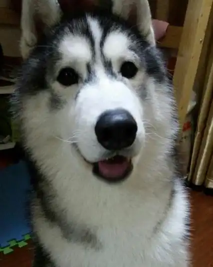  哈士奇生下了宝宝,狗爸竟然也会喂奶,网友我又相信了爱情