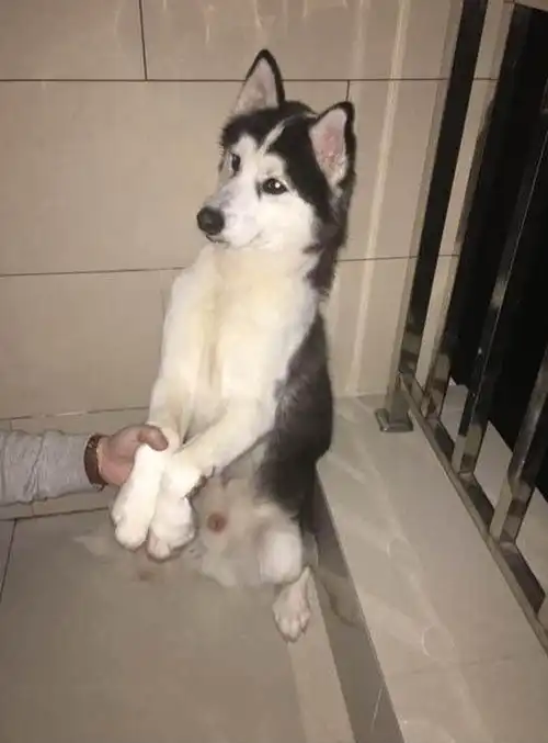  哈士奇犯错被男主人臭骂一顿,二哈见女主人回来,立马跑了过去