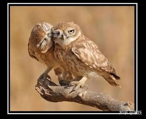  intj型性格的女生看起来是什么样子