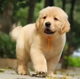  图大骨架金毛幼犬出售,品相完美,包纯包健康成都宠物狗