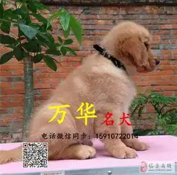 出售纯种金毛赛级金毛价格金毛成年体重多少