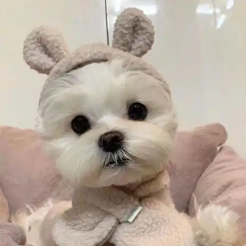  可爱萌货狗汪汪头像什么岁月静好,你特么就是懒