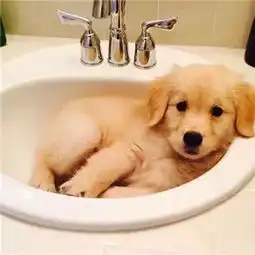  小金毛超级可爱头像精选2018干净利落好过拖拖拉拉