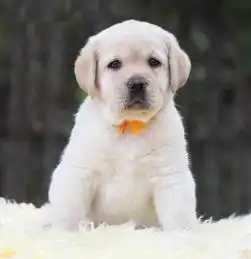  广州市热门的宠物狗广州哪里有卖拉布拉多的拉布拉多价格