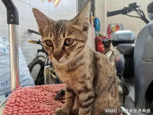  女子退猫被拒后直接把猫摔死网友人要控制情绪