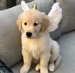  怕失明大金毛孤单,就带回家了只小金毛,没想到它竟主动...