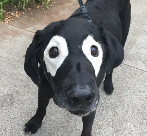  11只天生丽质的动物,最后一只让人分不清楚