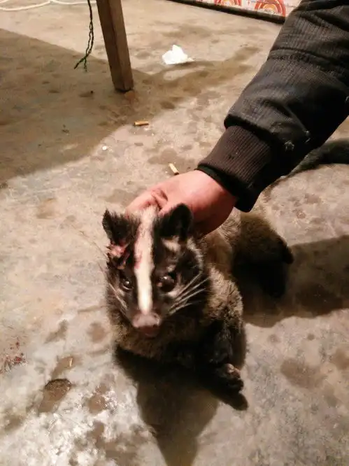  尖嘴圆耳长尾巴有点像猫额头有一杠白色的毛请问这是什么动物啊