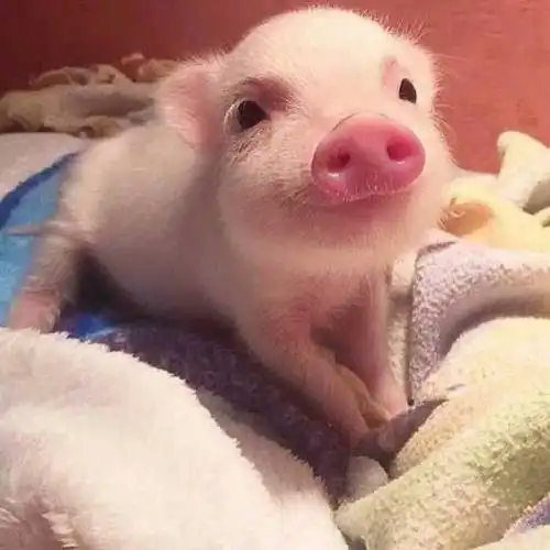  更多组织生活会写作素材请看图