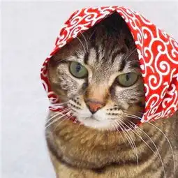  搞笑的猫狗情侣头像一猫一狗高清大图嗯哼我喜欢你可以吗