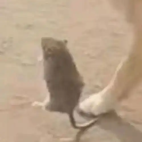  情头沙雕情侣头像