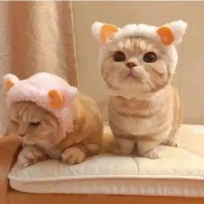  敲可爱的猫咪情头