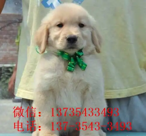 郑州宠物狗狗犬舍出售纯种金毛犬哪里有金毛狗领养