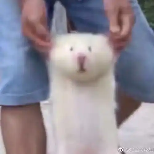  可爱又沙雕的情侣头像甜甜的爱情侣头像我要个性网